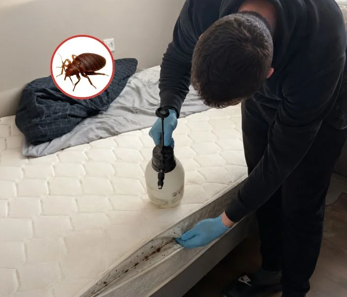 Technicien traitant un matelas contre les punaises de lit à Villeneuve-sur-Bellot